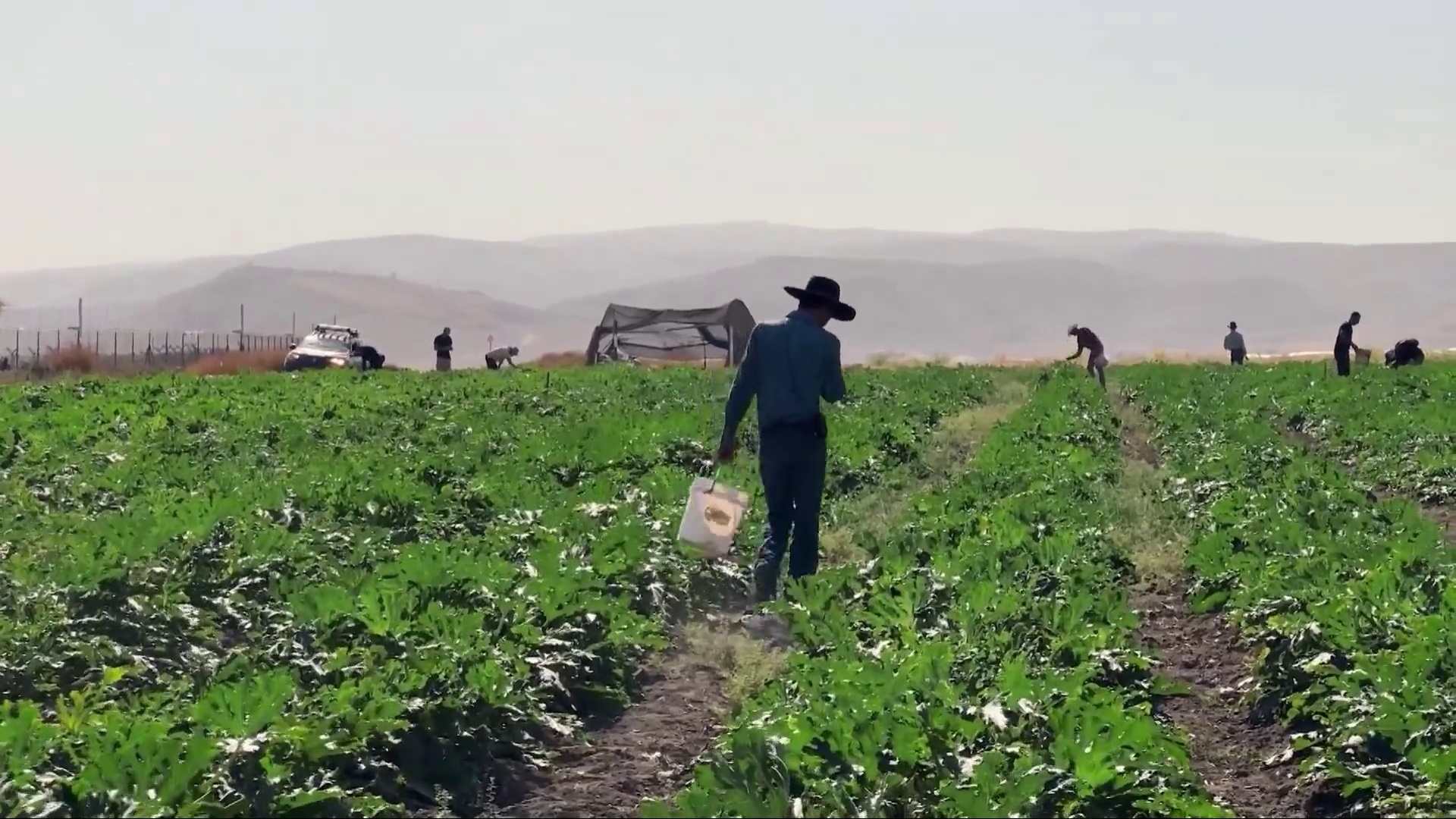 Vaqueros ayudan a los agricultores israelíes