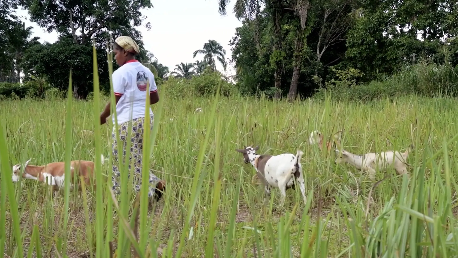 How Dairy Goats Are Helping to Feed the Hungry in the Democratic Republic of Congo