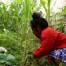 Economic Empowerment for People with Disabilities in Nepal